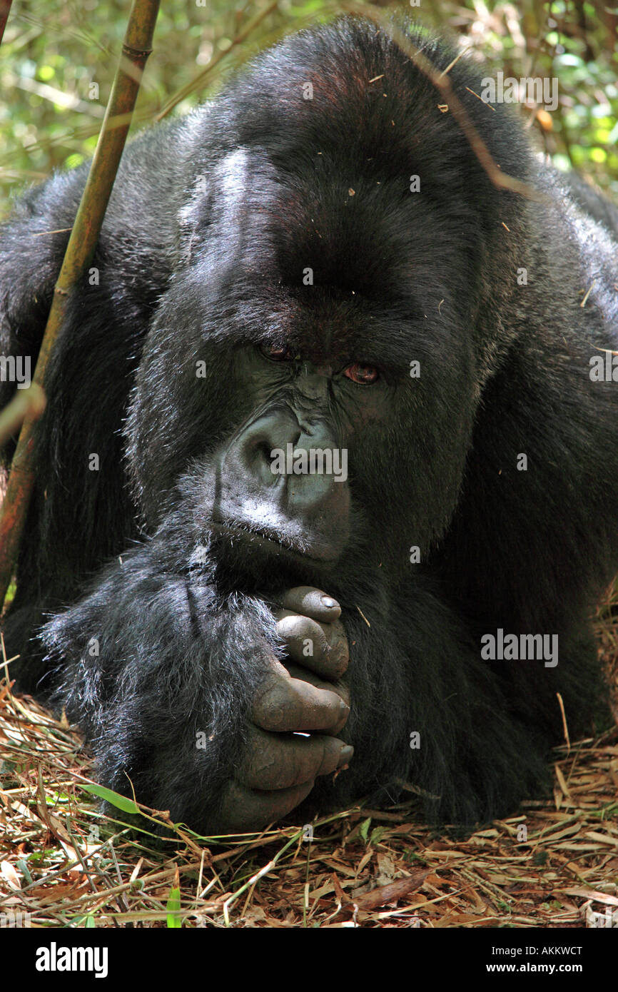 Gorilla gorilla beringei Banque D'Images