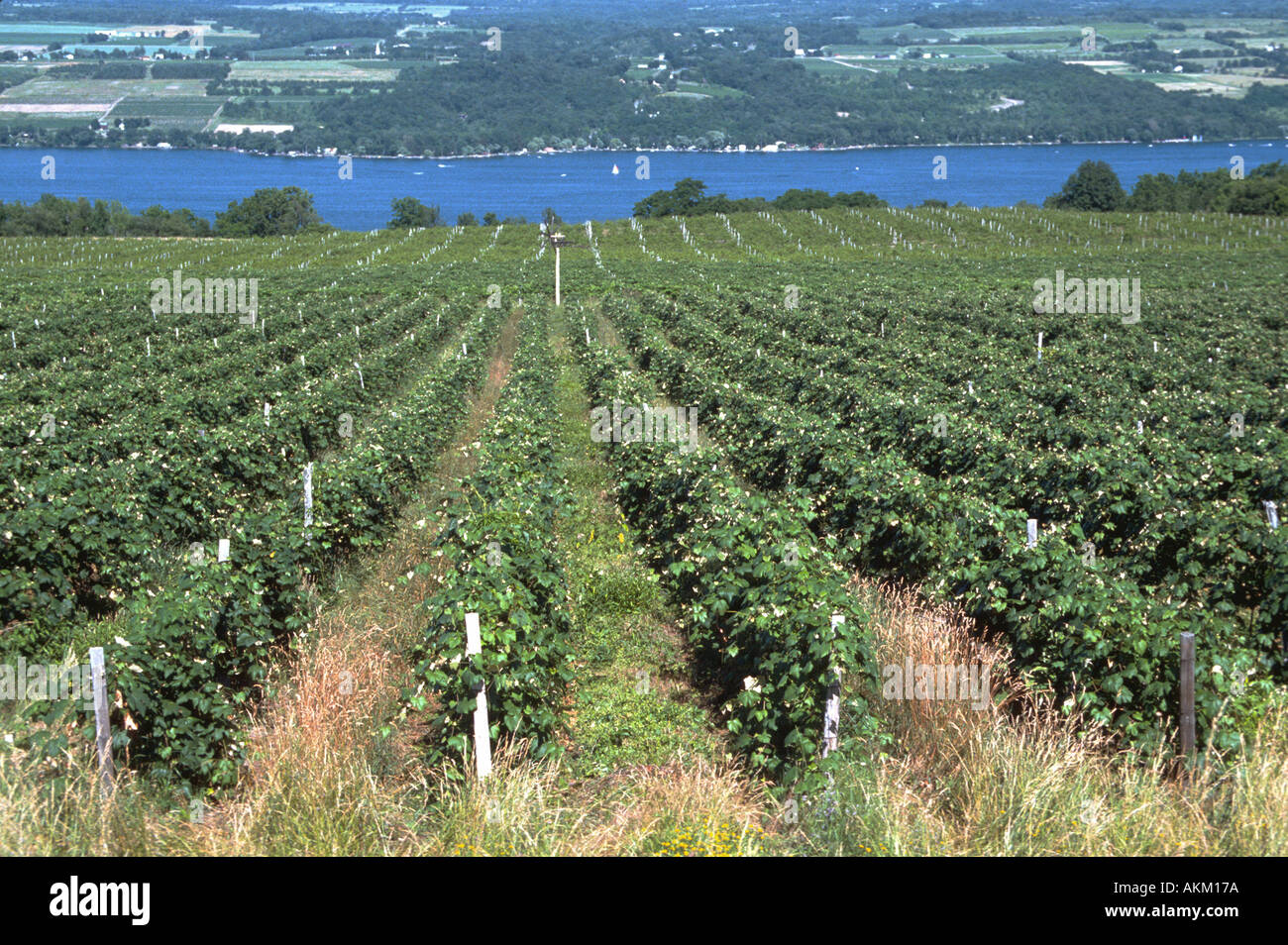 New York Finger Lakes Region région vinicole et viticole Banque D'Images