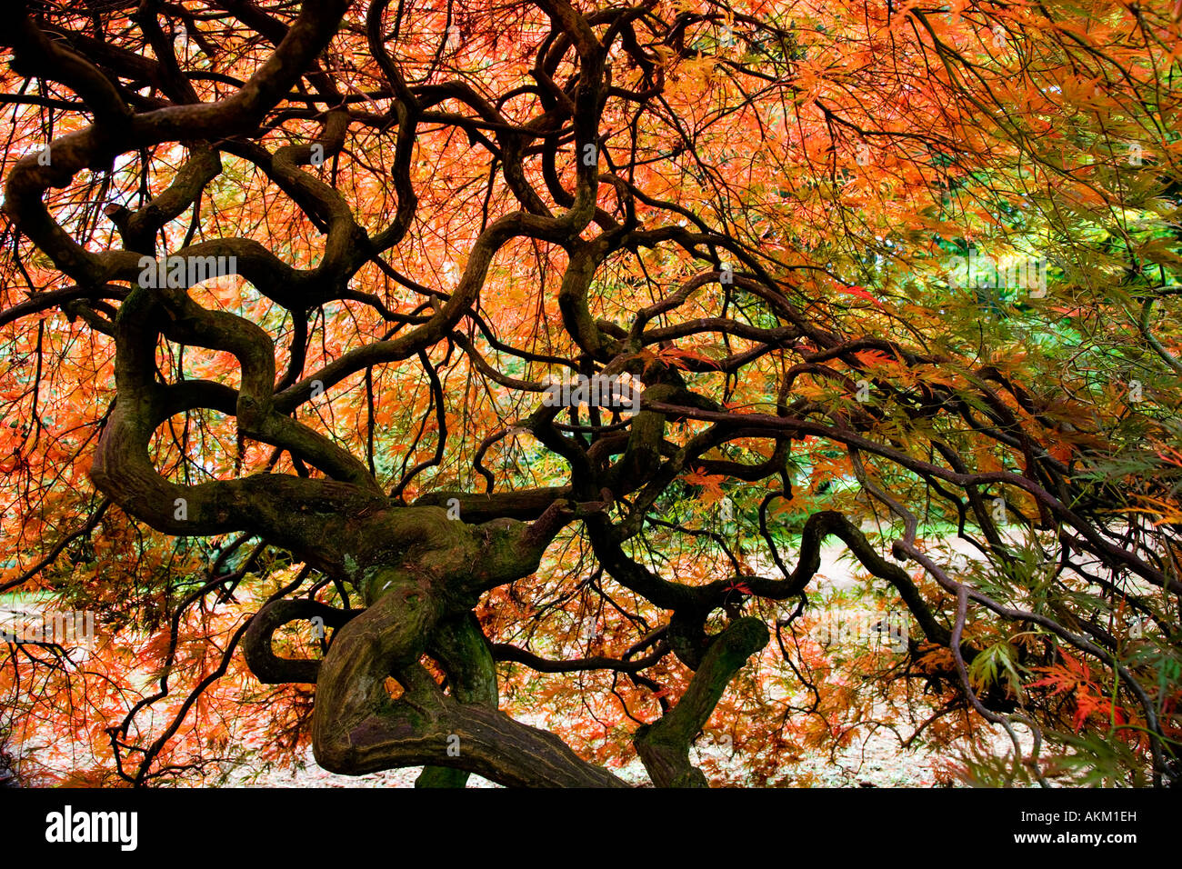 Noueux et tordu de branches d'automne un acer japonais à Westonbirt Arboretum, Tetbury, Gloucestershire, England, UK Banque D'Images
