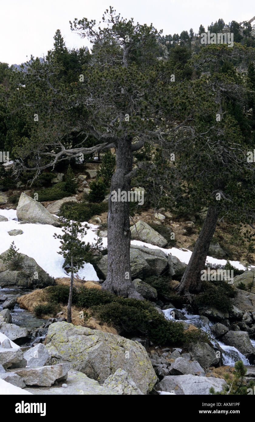 Vieux pins de montagne le parc national Aigüestortes Pinus Pyrénées Catalogne Espagne Banque D'Images