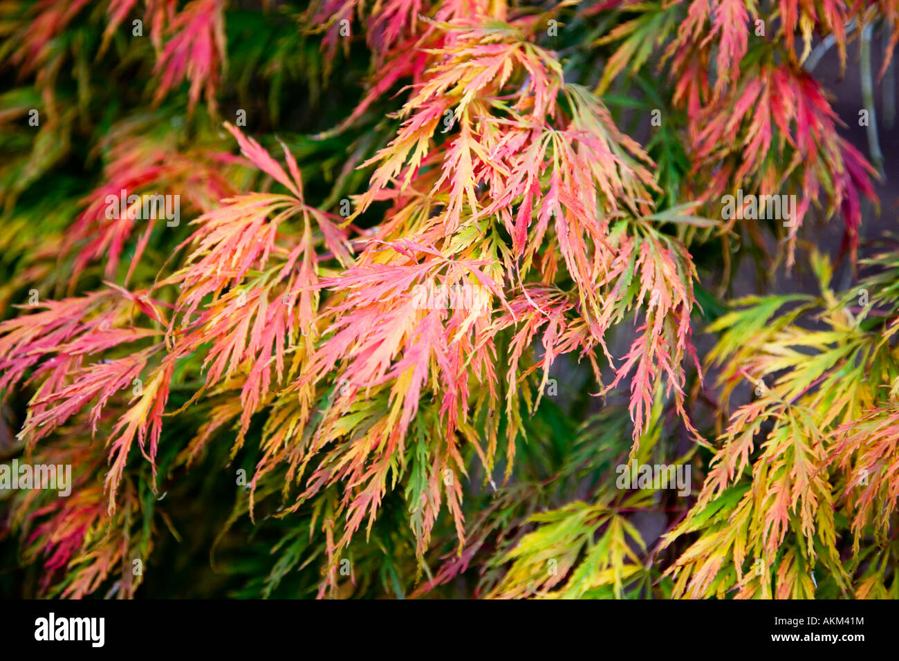 Acer palmatum dissectum japonais automne feuilles prises à Westonbirt Arboretum, Tetbury, Gloucestershire, England, UK Banque D'Images