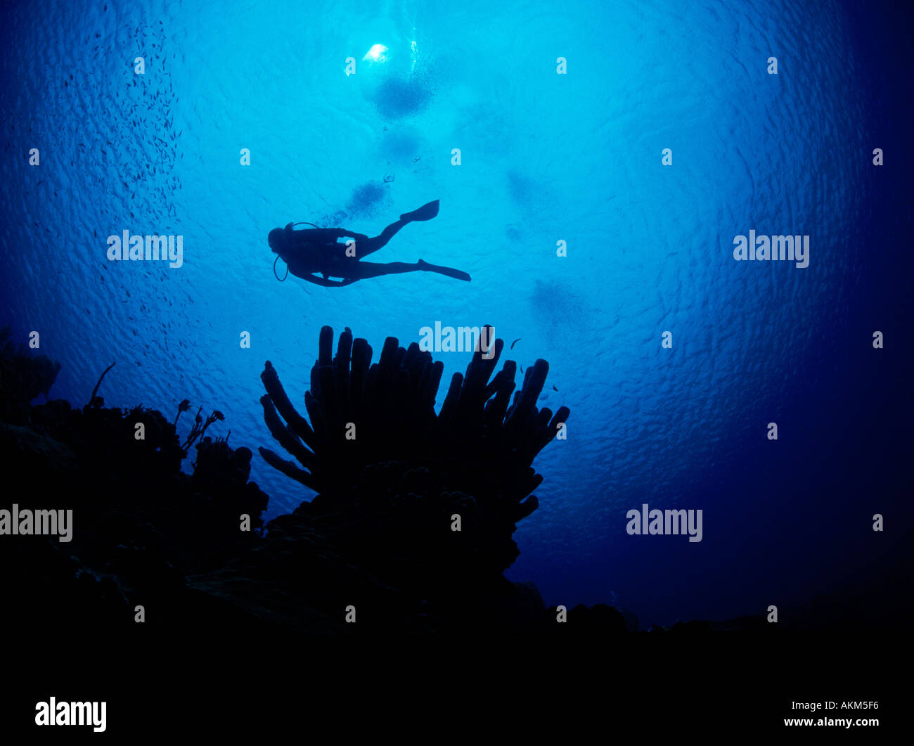 Scuba Diver en silhouette au-dessus de l'éponge tube Bonaire Netherland Antillies Banque D'Images
