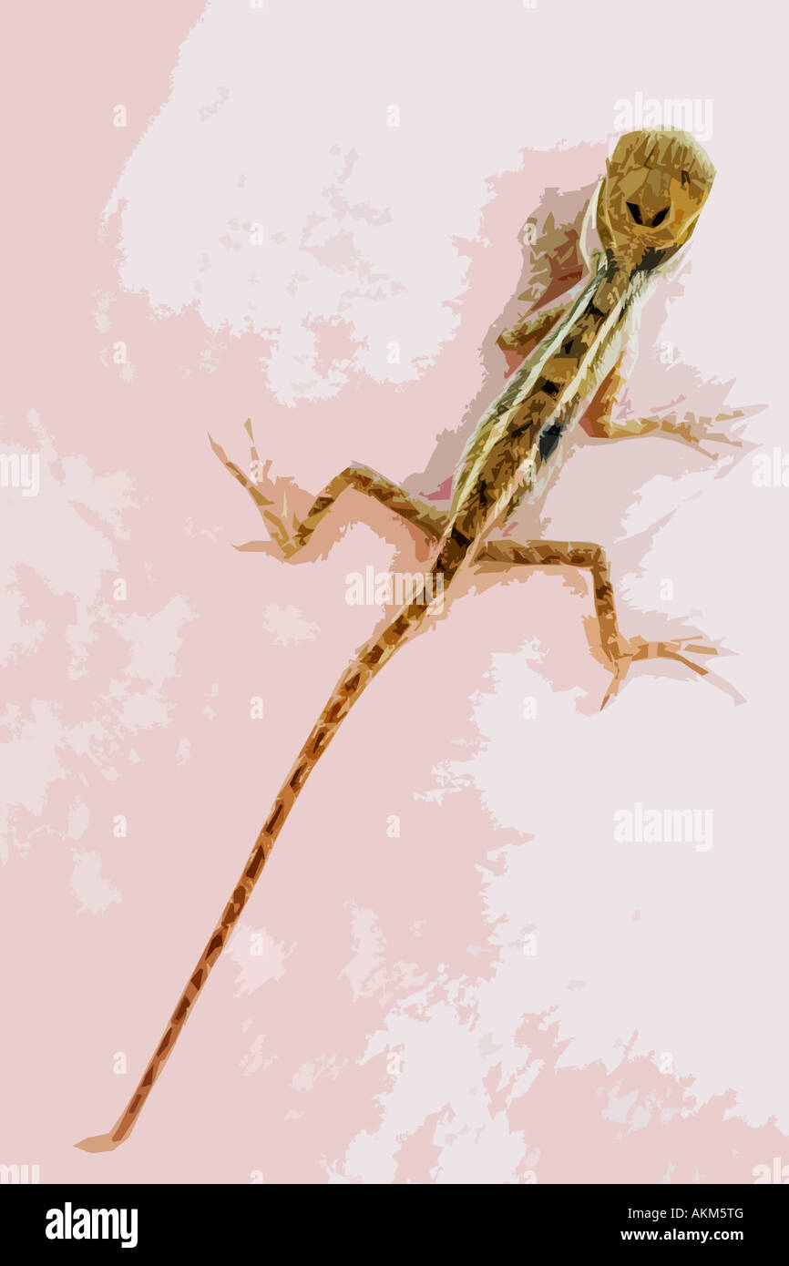 Petit lézard. L'Inde. Photo illustration stylisée Banque D'Images