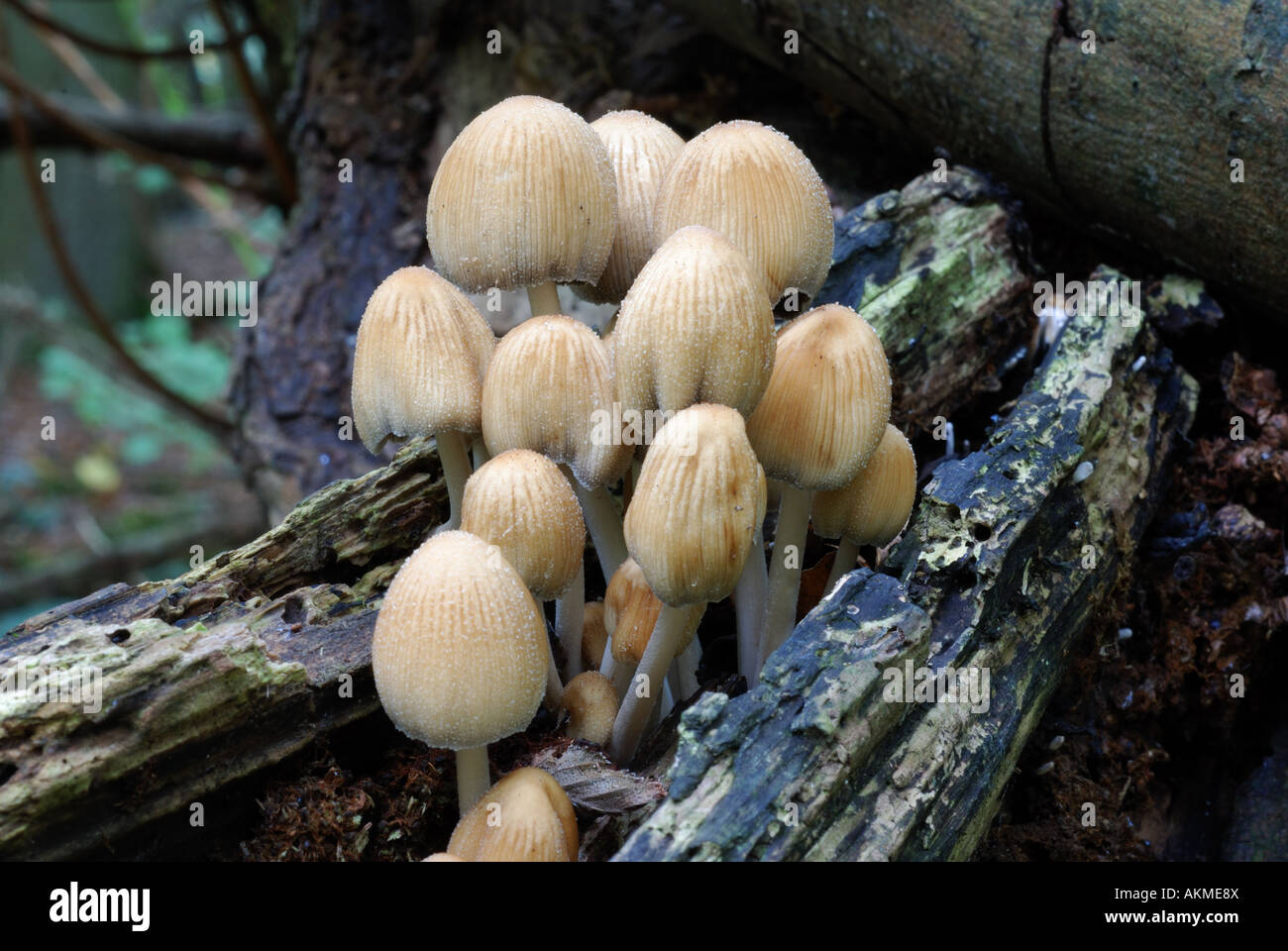 Les fées des champignons Bonnets, Coprinus disseminatus, Woodland, Warwickshire, England, UK Banque D'Images