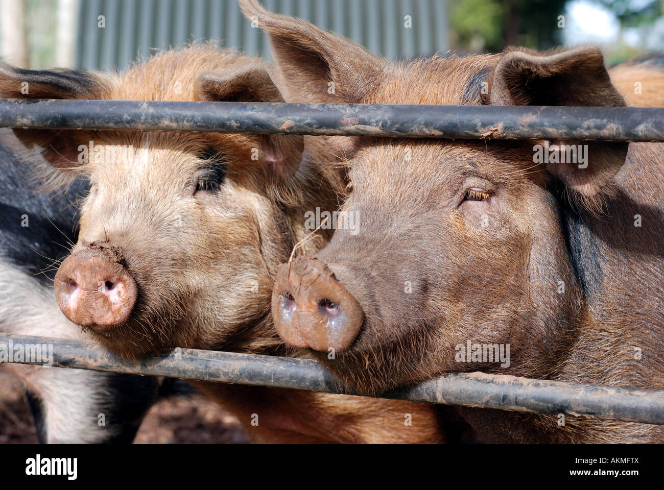 Tamworth-Berkshire les cochons, UK Banque D'Images