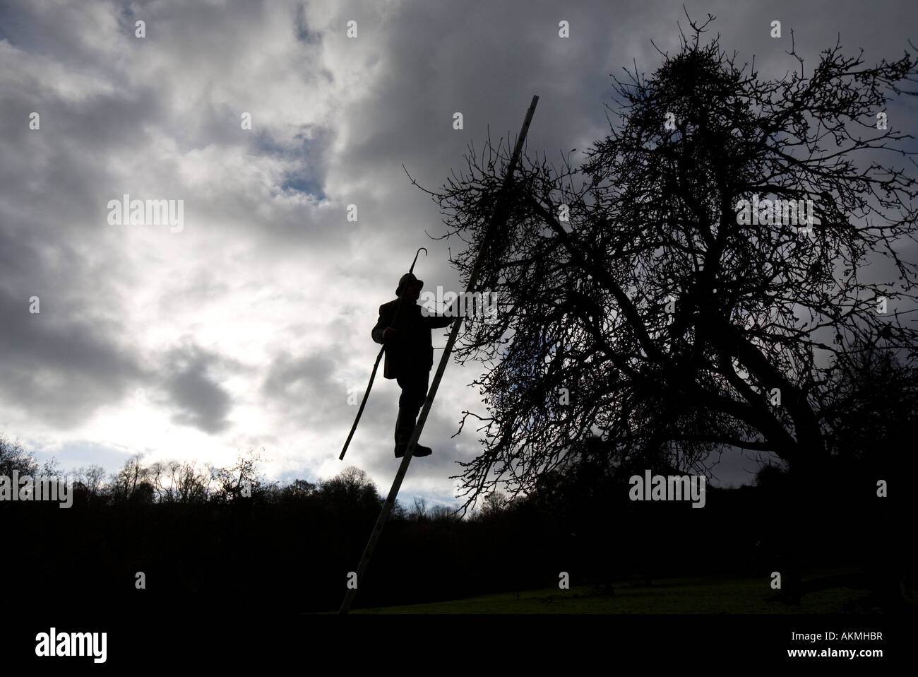 Agriculteur gui Stan Yapp, Herefordshire Angleterre Uk Banque D'Images