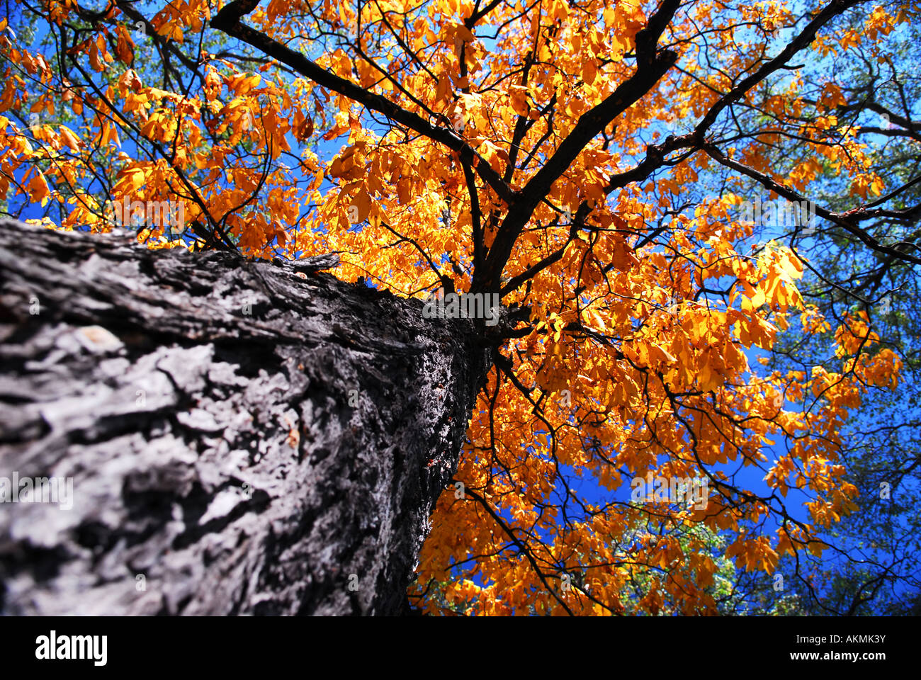 Automne doré auvent d'une vieille grand orme en forêt automne ensoleillé Banque D'Images