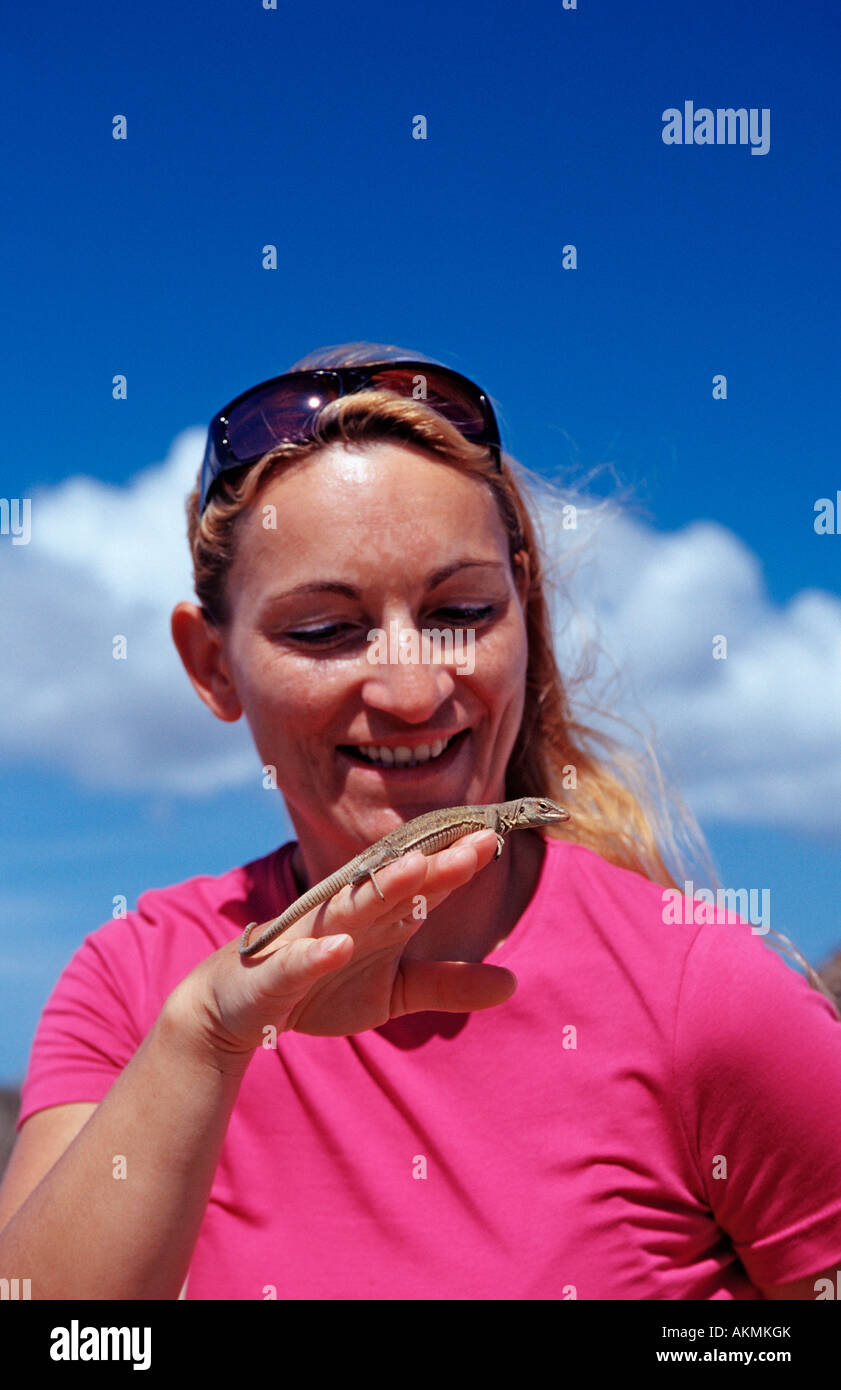 Et touristiques coureur bleu Cnemidophorus murinus ruthveni Antilles néerlandaises Bonaire Washington Slagbaai Nationa Banque D'Images