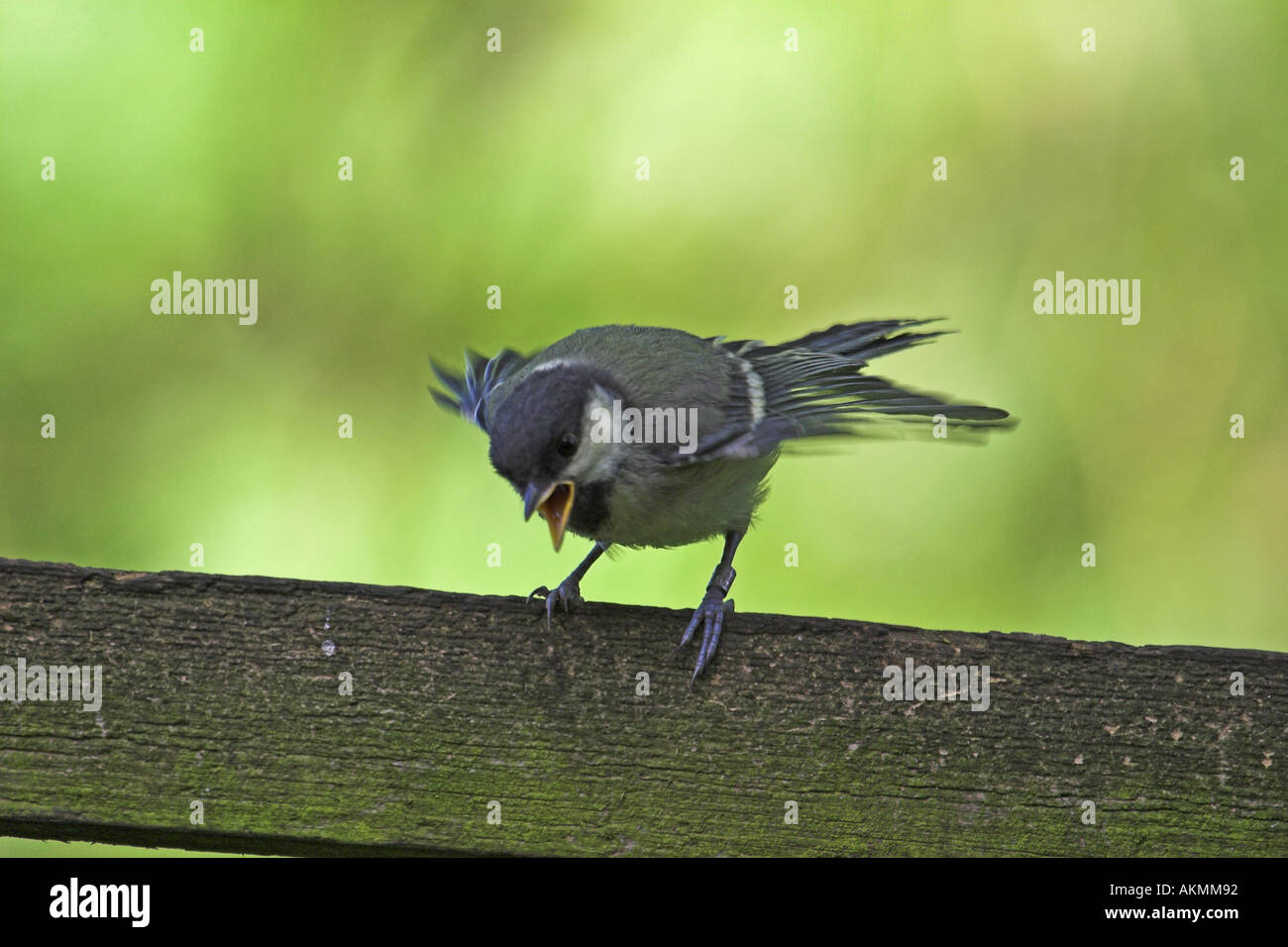 Blue Tit atterrissage sur une clôture, England, UK, Cumbria, au nord Banque D'Images