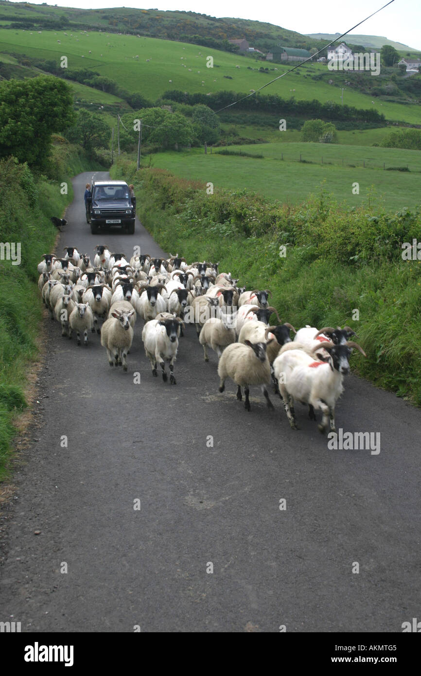 Troupeaux de moutons le long d'un chemin de campagne près de Torr Head, dans le comté d'Antrim, en Irlande du Nord Banque D'Images