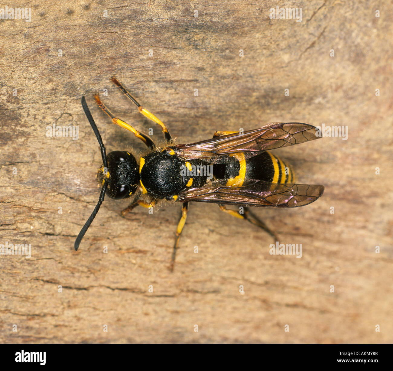 Odynerus spinipes wasp Potter sur le bois d'adultes Banque D'Images