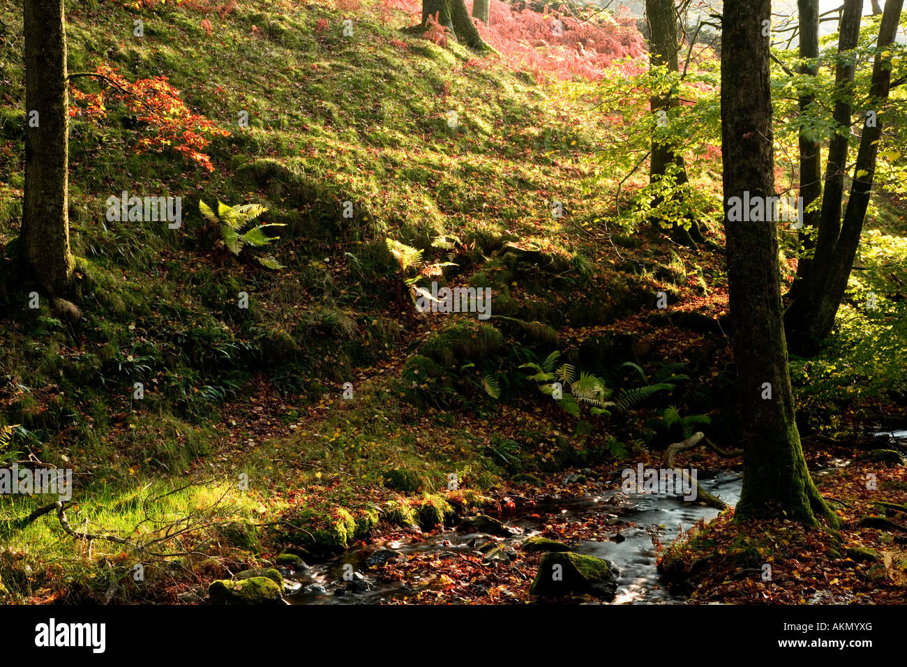 Paysage forestiers automnales prises dans le district du lac sur le chemin de l'Tarn Hows le long Tom Gill. Banque D'Images