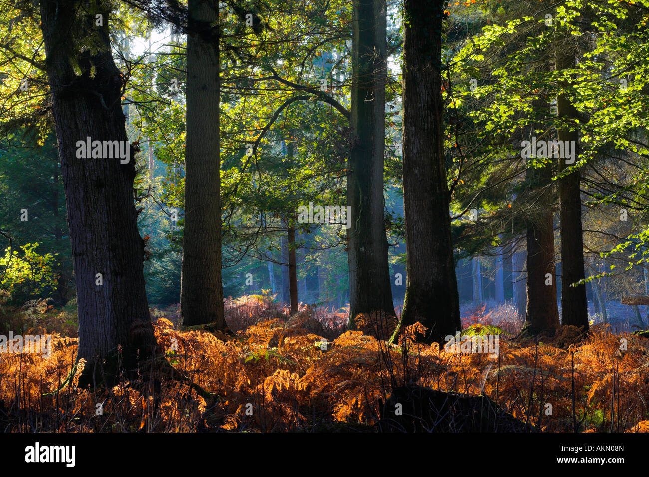 En automne Rhinefield Ornamental Drive, New Forest, Hampshire Banque D'Images