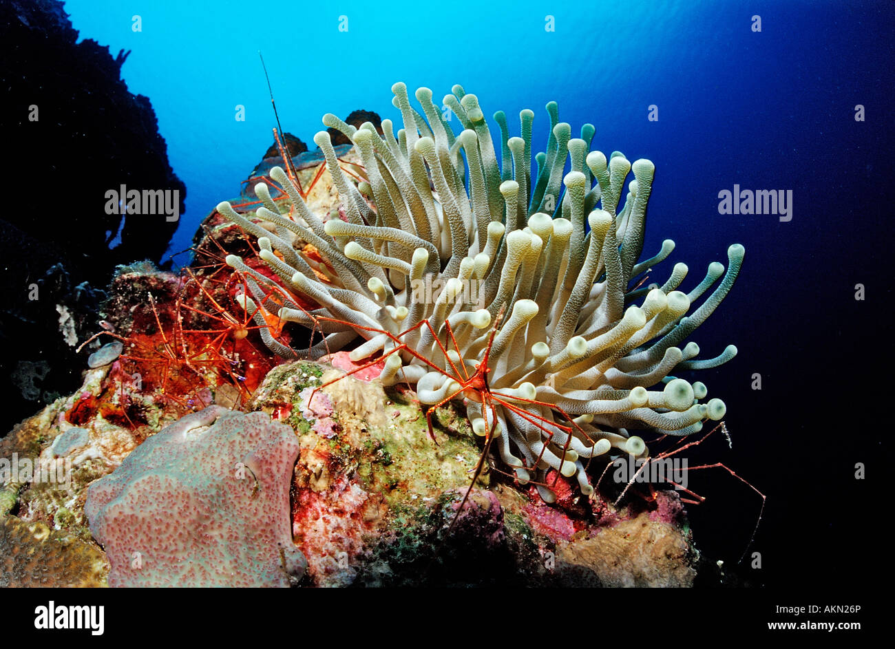 L'ermite en araignée anemone Stenorhynchus seticornis Bonaire Antilles Mer des Caraïbes Banque D'Images