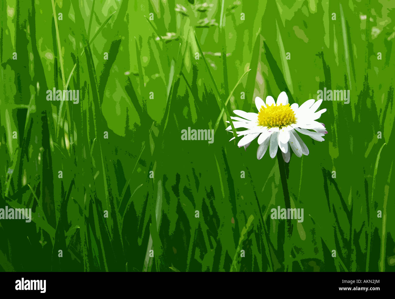 Daisy dans l'herbe. Photo illustration Banque D'Images