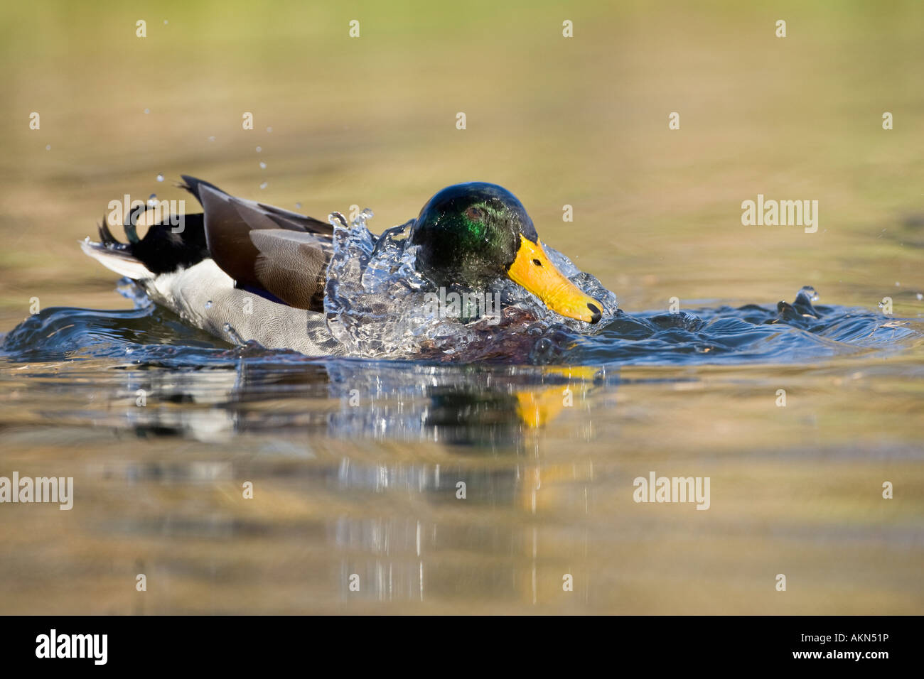 Drake Mallard Anas platyrhynchos sur l'eau avec réflexion Potton Bedfordshire Banque D'Images