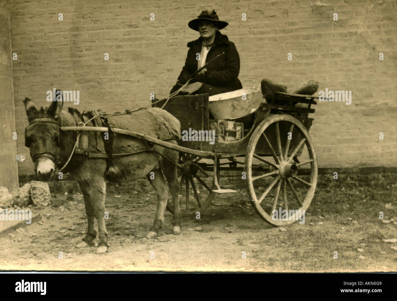 Carte postale photographique d'âne vers 1905 Banque D'Images