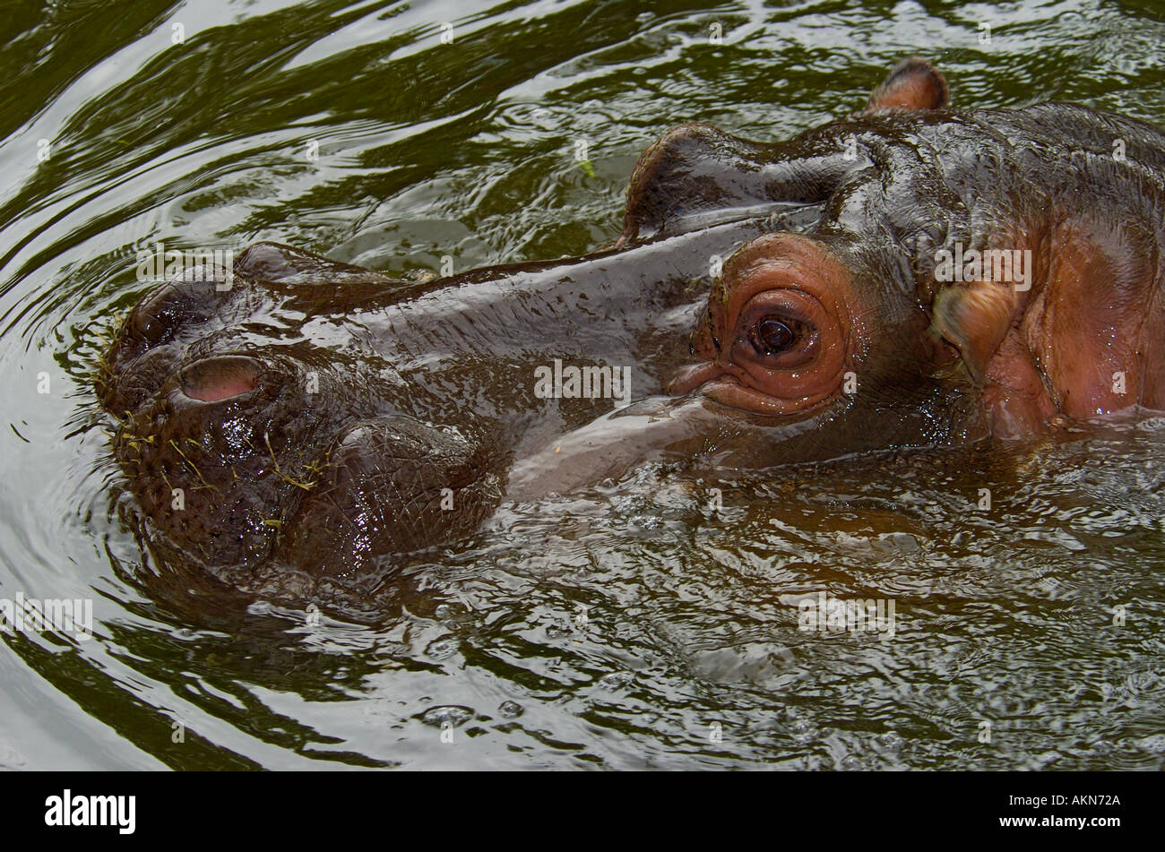 Hippopatamus Hippopotomus à tremper dans l'eau Banque D'Images