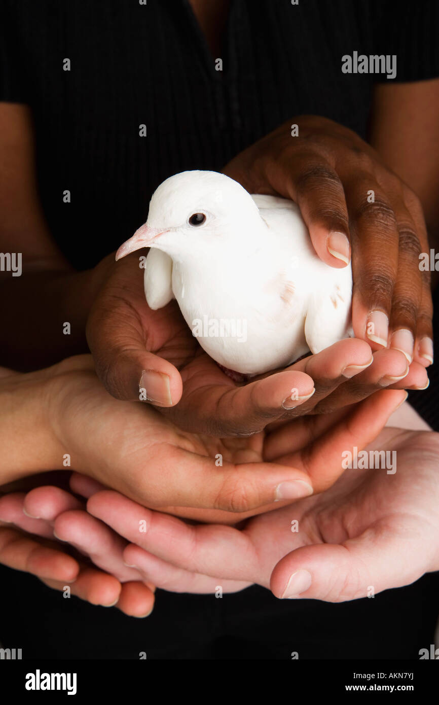 De nombreuses mains tenant une colombe Banque D'Images