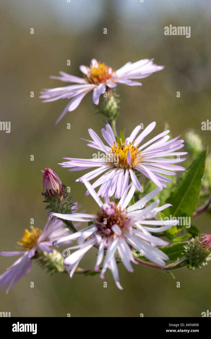 Les fleurs de l'Aster dans les zones humides du centre de la Floride USA Banque D'Images