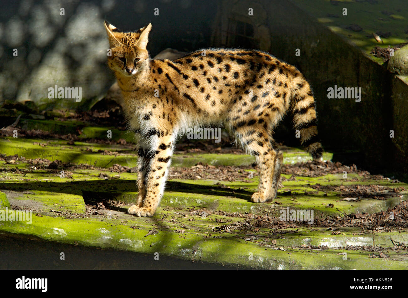 Leptailurus serval serval Banque D'Images