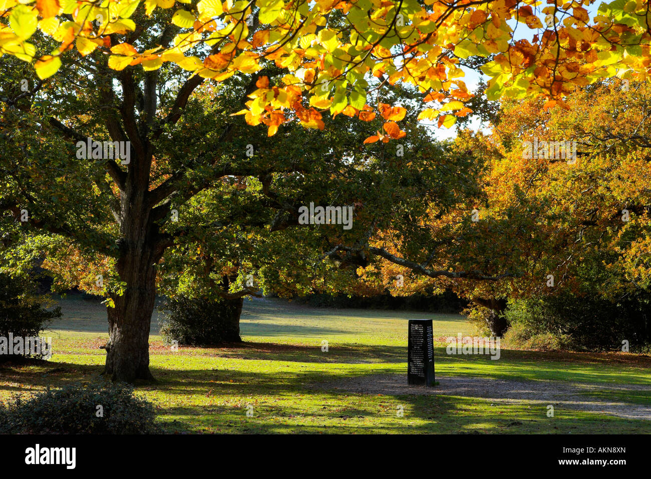 Couleurs d'automne dans un bois près de Rufus Stone, New Forest, Hampshire Banque D'Images