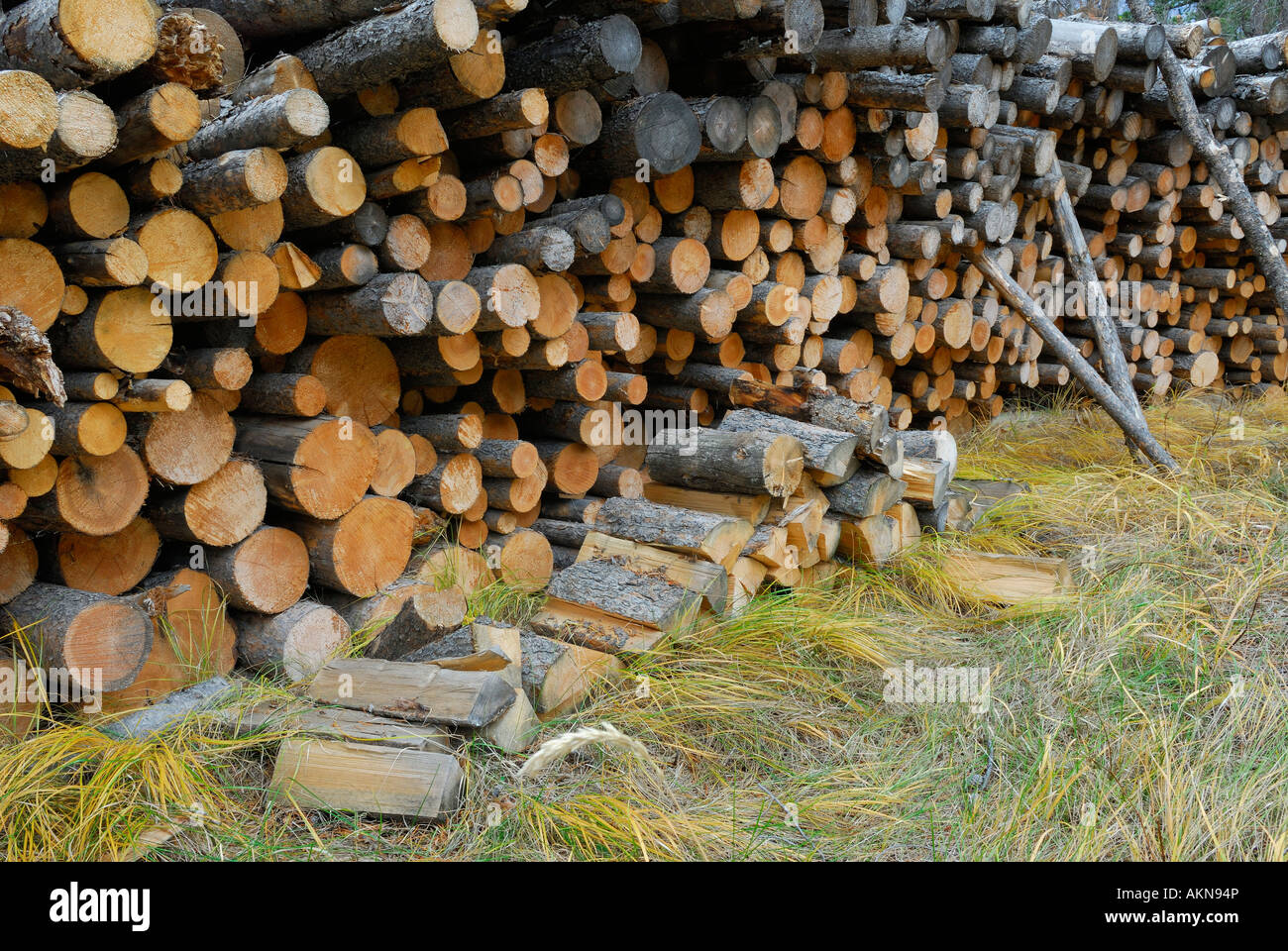La pile de grumes prêt à être coupé et fendu pour bois de chauffage Banque D'Images