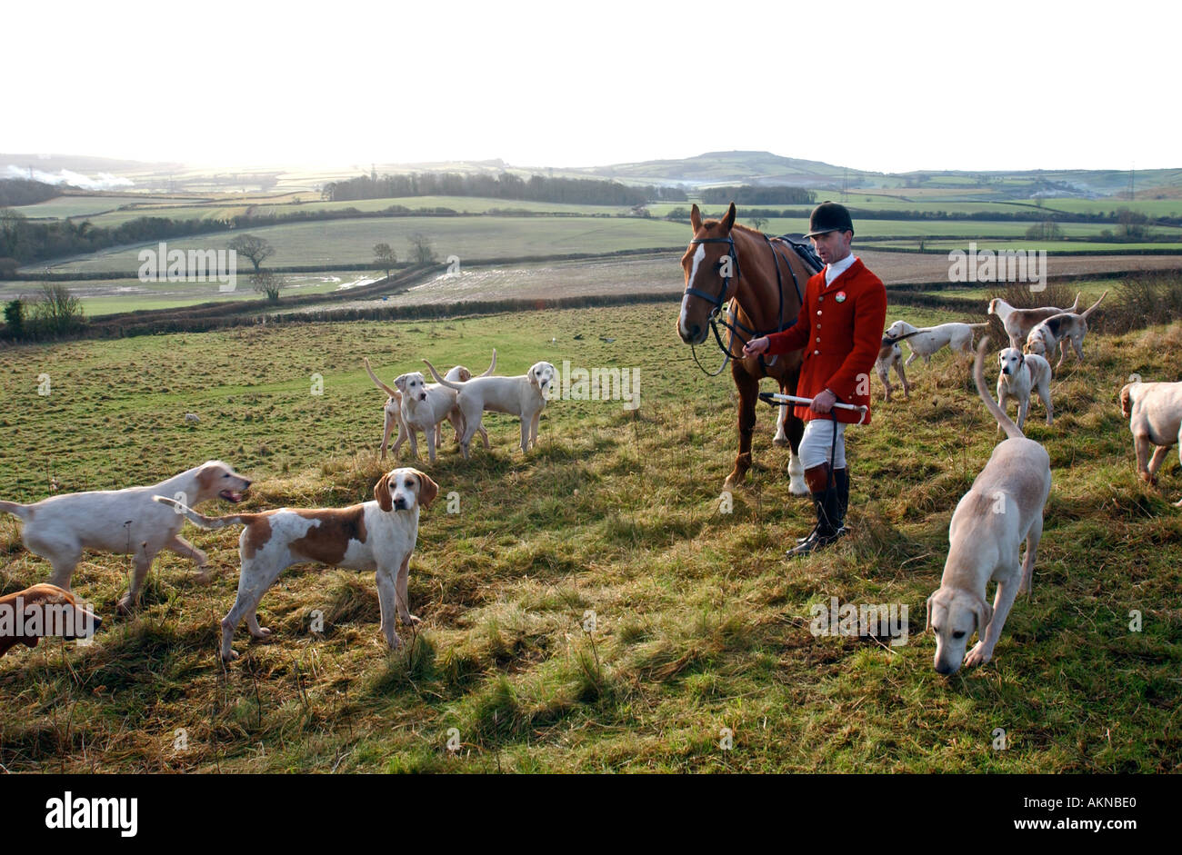 Chasse de renard Banque D'Images