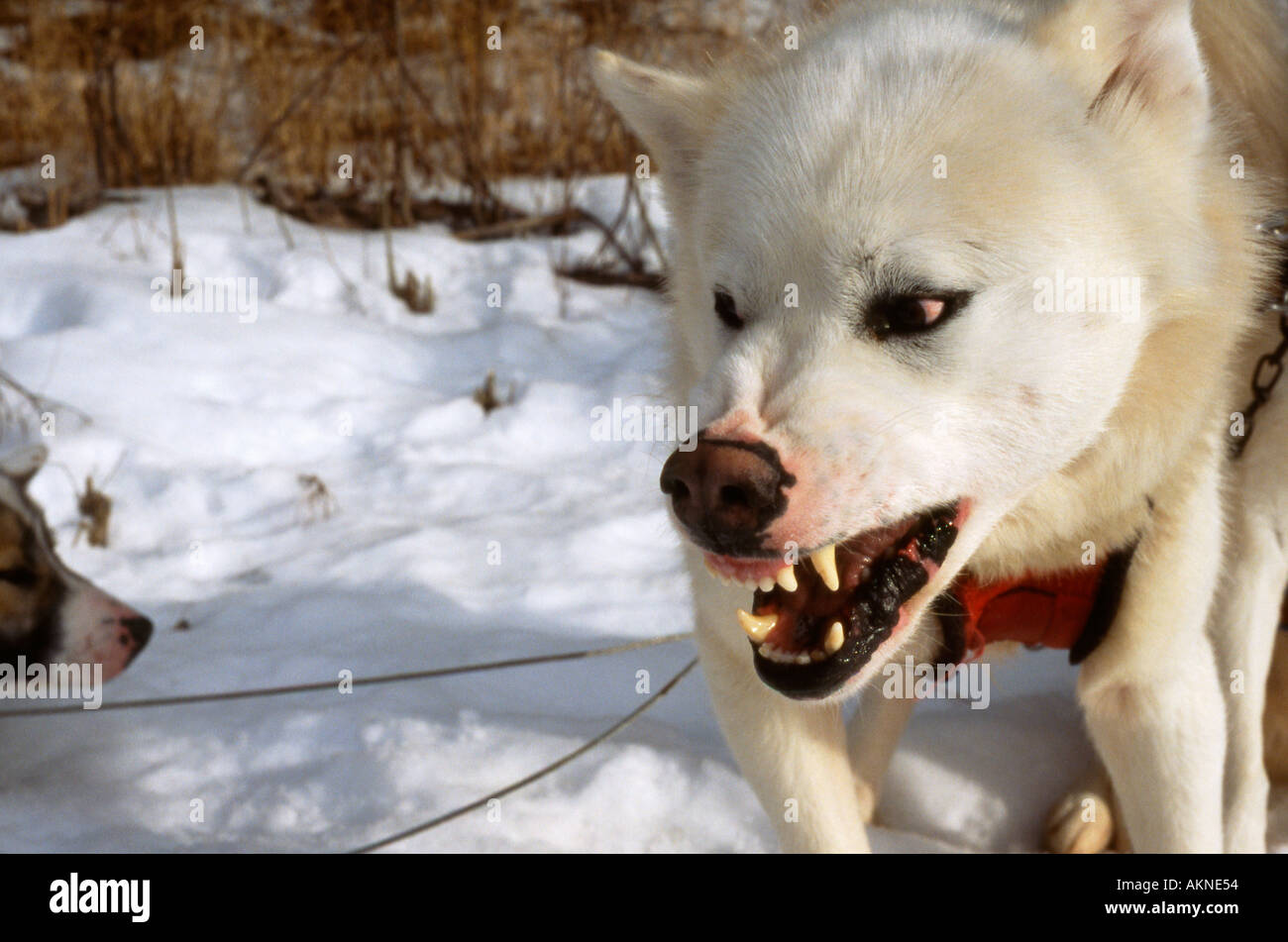 Les Inuits canadiens chien montrant il s domination Boundary Waters Canoe Area au Minnesota Banque D'Images