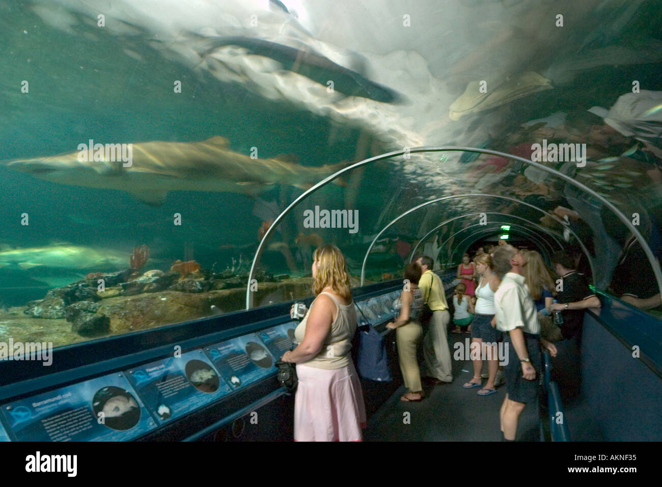 Aquarium des requins dans l'Aquarium, Darling Harbour, Sydney, New South Wales, Australia Banque D'Images
