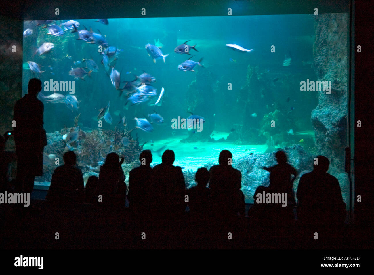 Aquarium, Darling Harbour, Sydney, New South Wales, Australia Banque D'Images