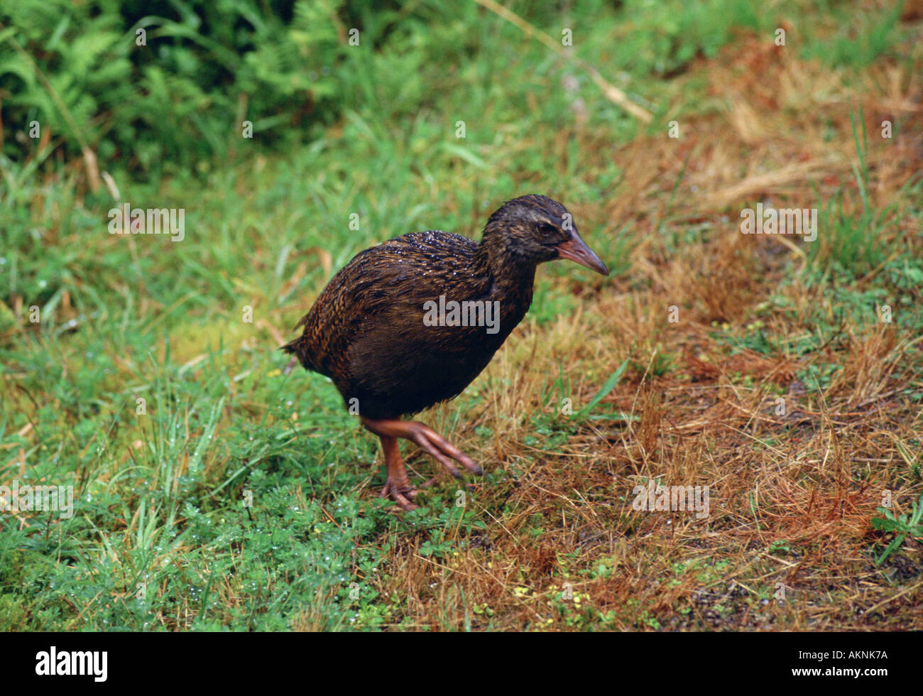 Oiseaux du lac Kaniere Weka par conservation Hokitika ile sud Nouvelle Zelande Banque D'Images