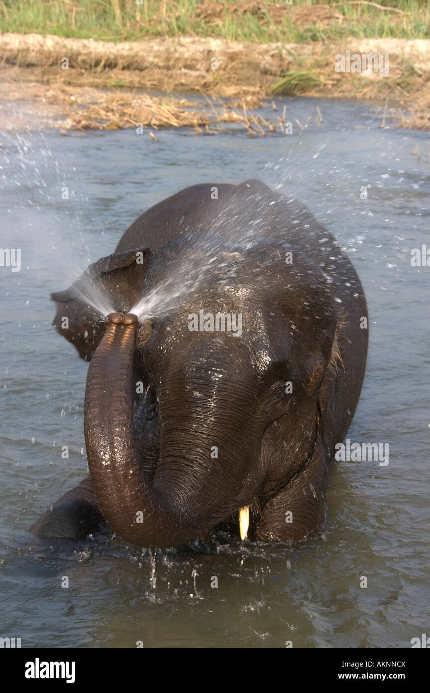 L'éléphant indien, pulvériser de l'eau, Chitwan, Népal Banque D'Images