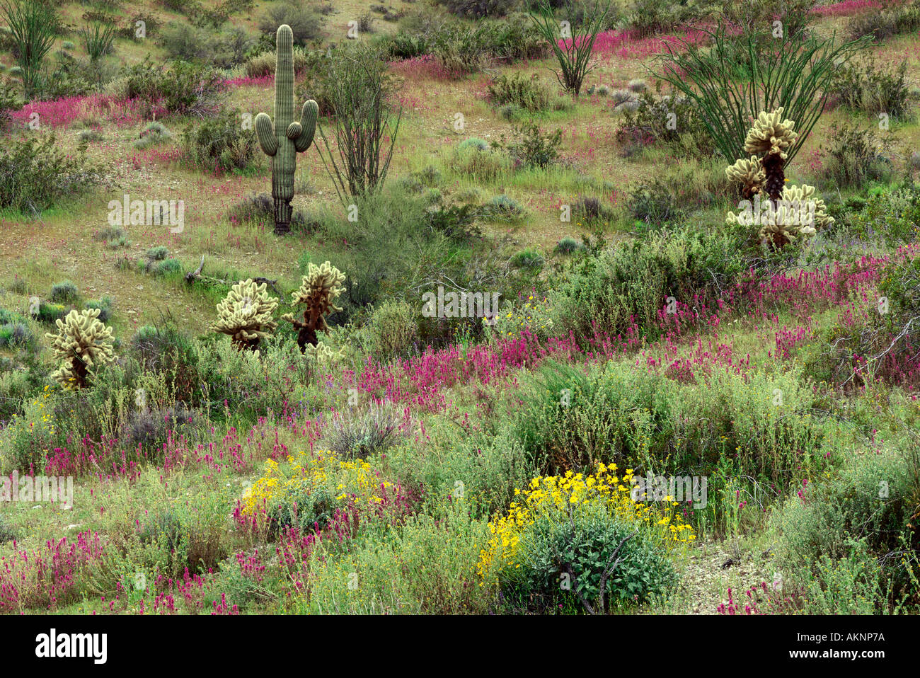 Printemps dans le désert de l'Arizona avec Brittlebush, Owl's Clover et Saguaro dans le Rawhide Mountain Wilderness Arizona Banque D'Images