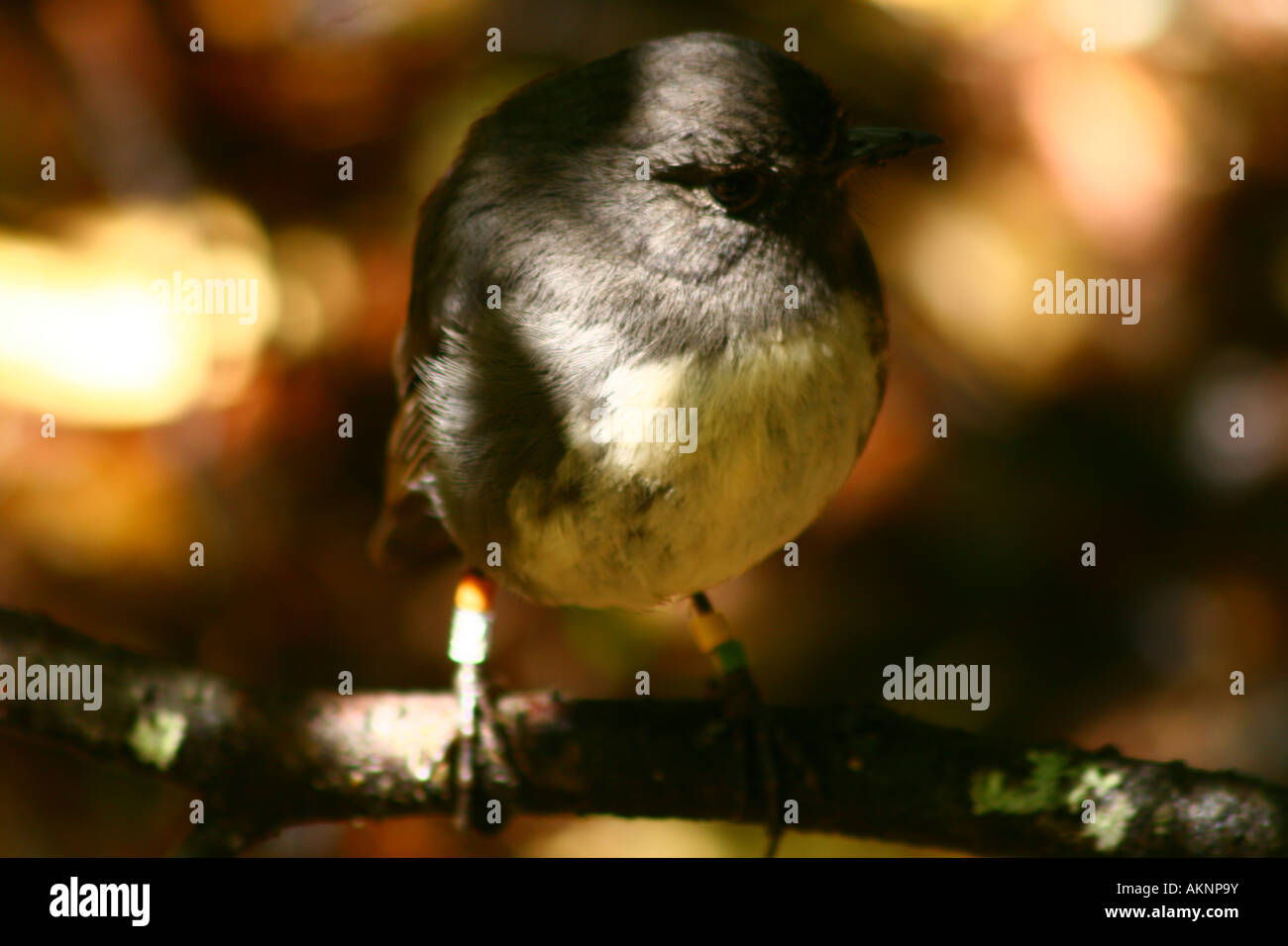 STEWART ISLAND ROBIN (PETROICA AUSTRALIS RAKIURA), ÎLE D'ULVA : sur l'île d'Ulva au large de la côte sud de l'île de Nouvelle-Zélande Banque D'Images