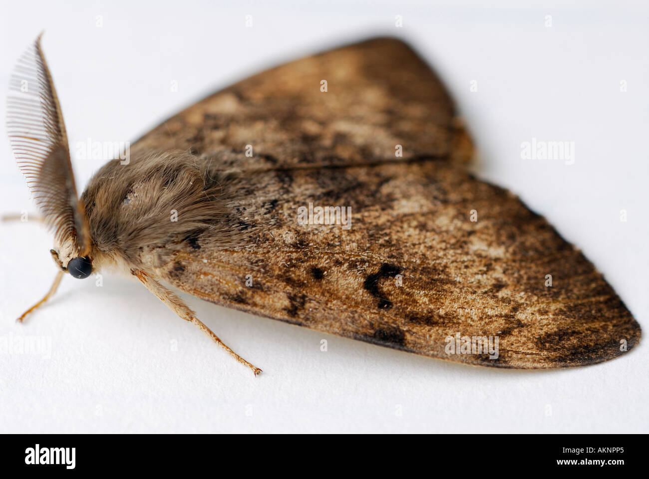 La spongieuse mâle sur papier blanc Banque D'Images