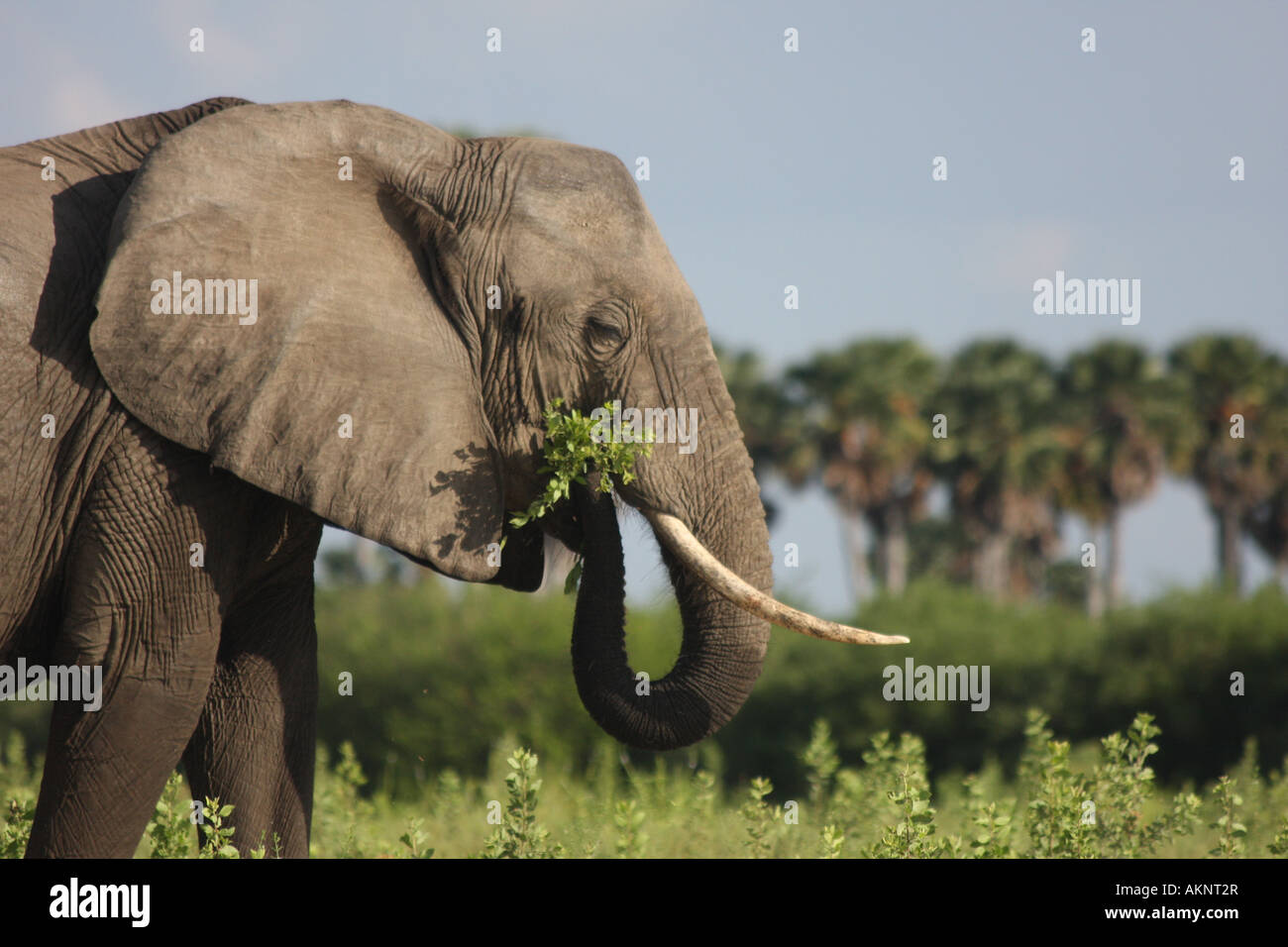 Avoir l'éléphant dans la Cène, le Parc National de Selous, Tanzanie Banque D'Images