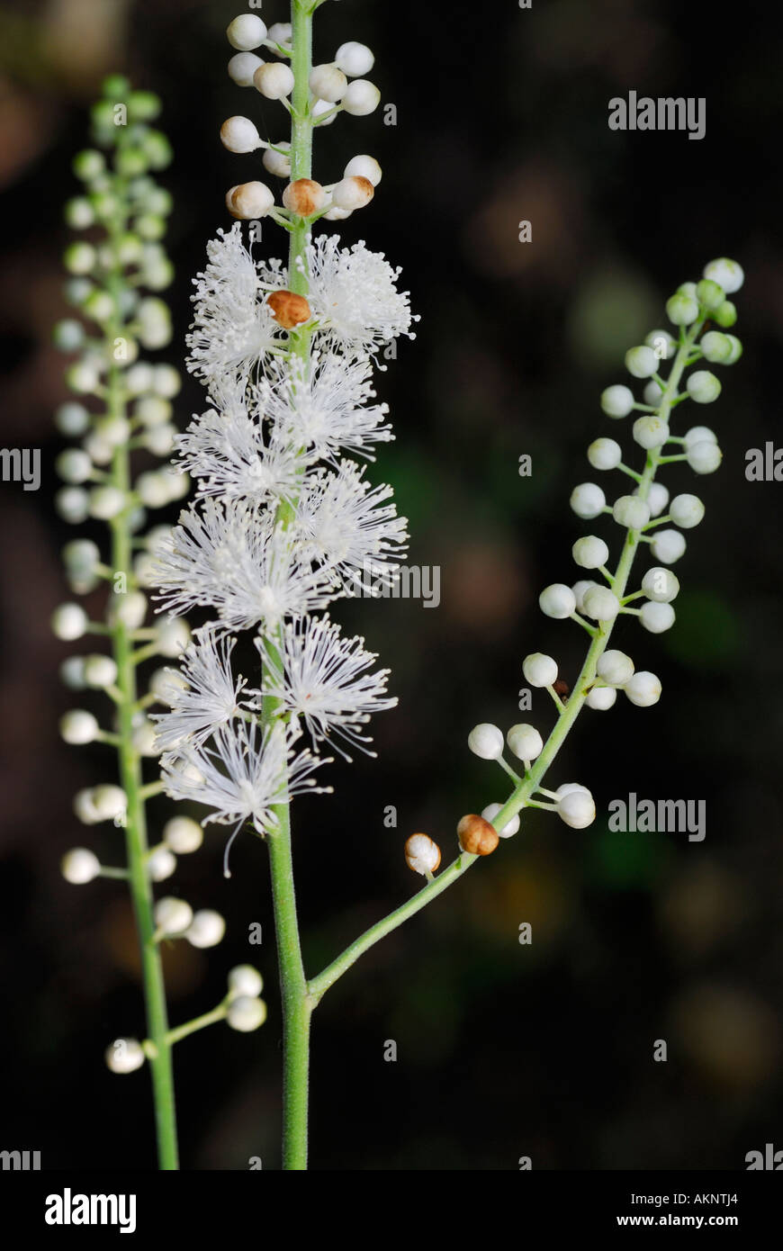 Close up of Black ou sanicle de cimicaire élevée Cimicifuga racemosa plante herbacée éternelle fleur en forêt Banque D'Images
