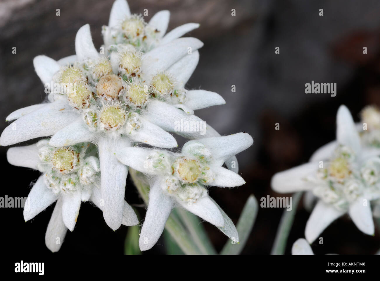 Close up of Edelweiss Leontopodium alpinum fleurs garnies de feuilles au milieu des rochers Banque D'Images