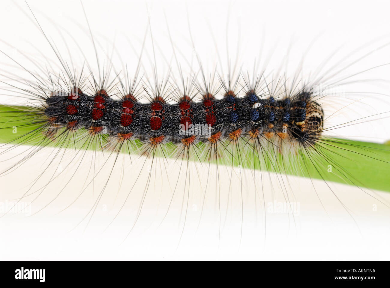 Hairy Spongieuse Lymantria dispar Larve Chenille sur tige feuille vue d'en haut Banque D'Images