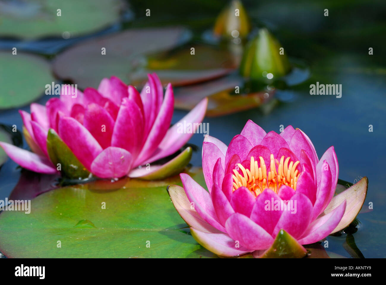 Close up de nénuphar rose fleurs flottant à la surface d'un étang en plein air avec lilypads Banque D'Images