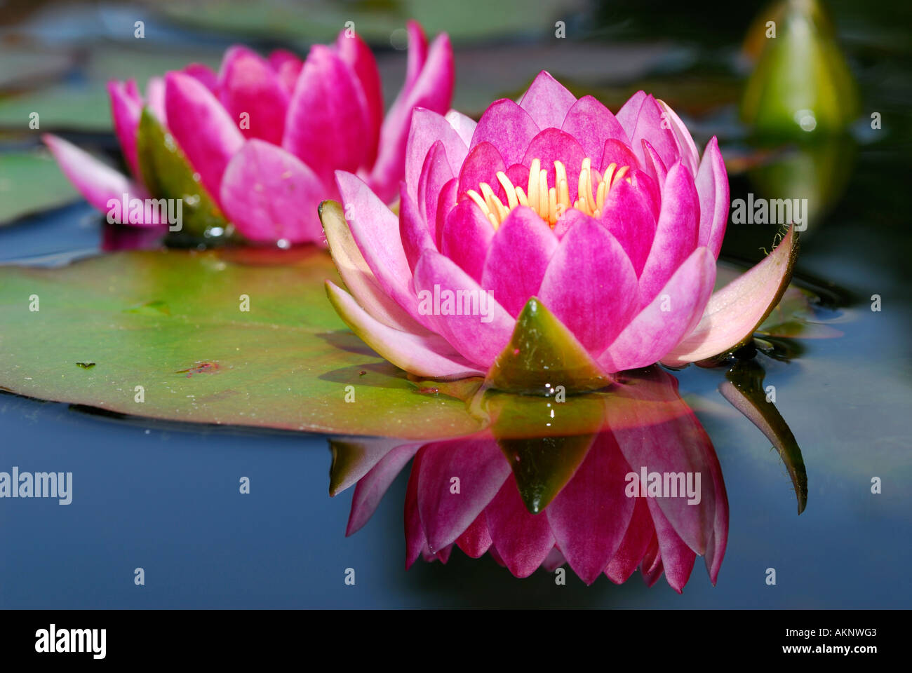 Nymphaeaceae fleurs NÉNUPHAR nénuphar et bud avec reflet dans l'eau de l'étang close up Banque D'Images