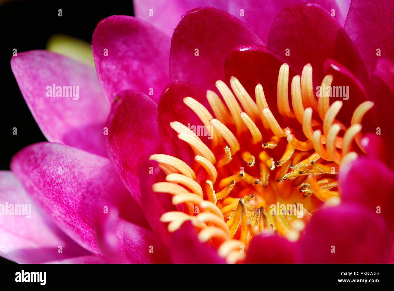 Close up d'étamines jaunes et roses pétales de nénuphar Nymphaeaceae dans étang hardy Banque D'Images