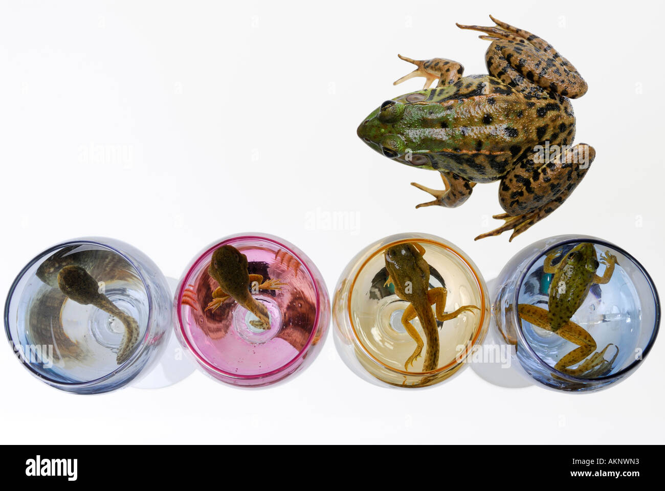 Les étapes de grenouille verte de têtard à l'adulte avec verres colorés sur fond blanc Banque D'Images