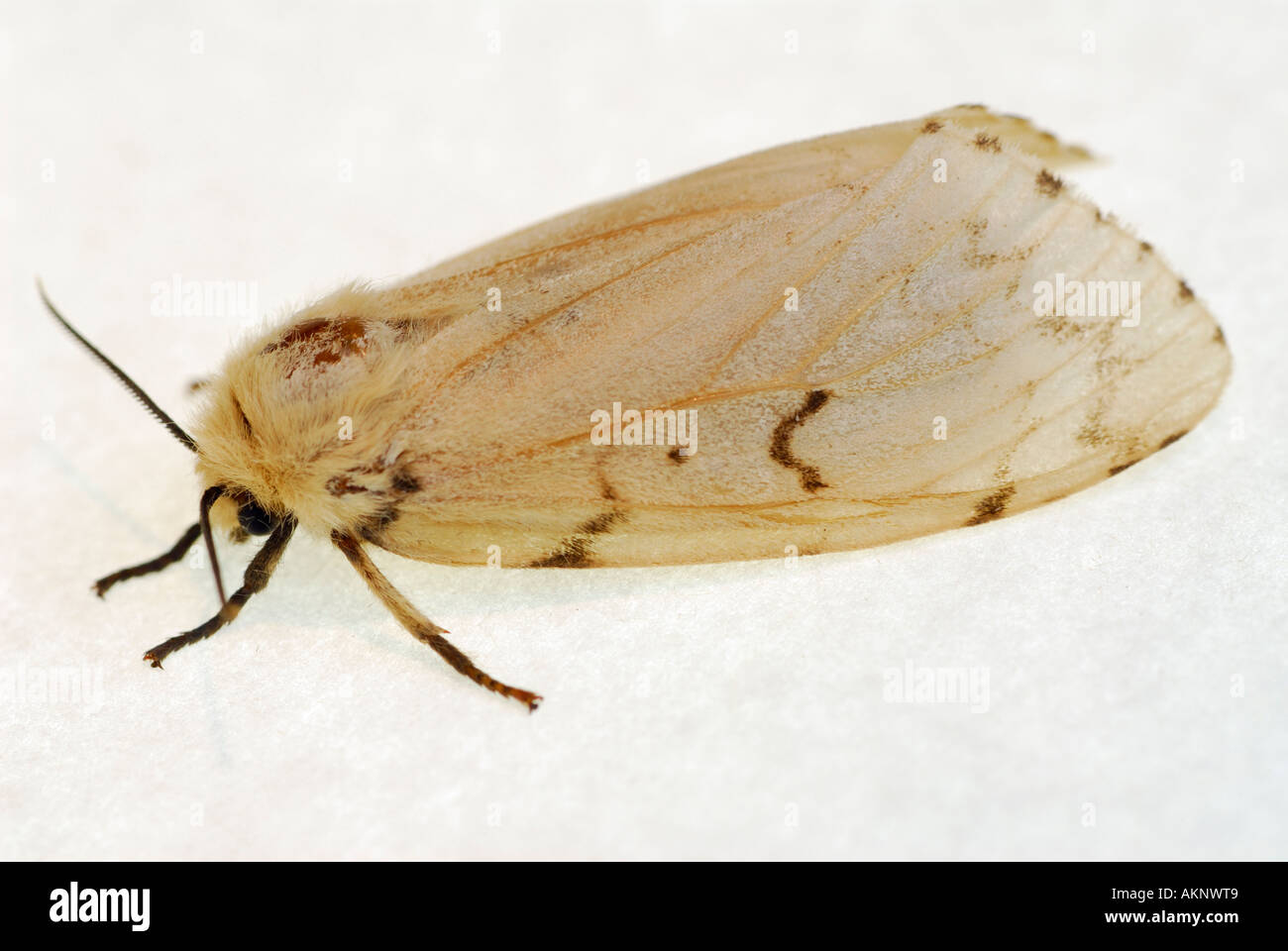 Femme spongieuse Lymantria dispar profile sur papier blanc Banque D'Images