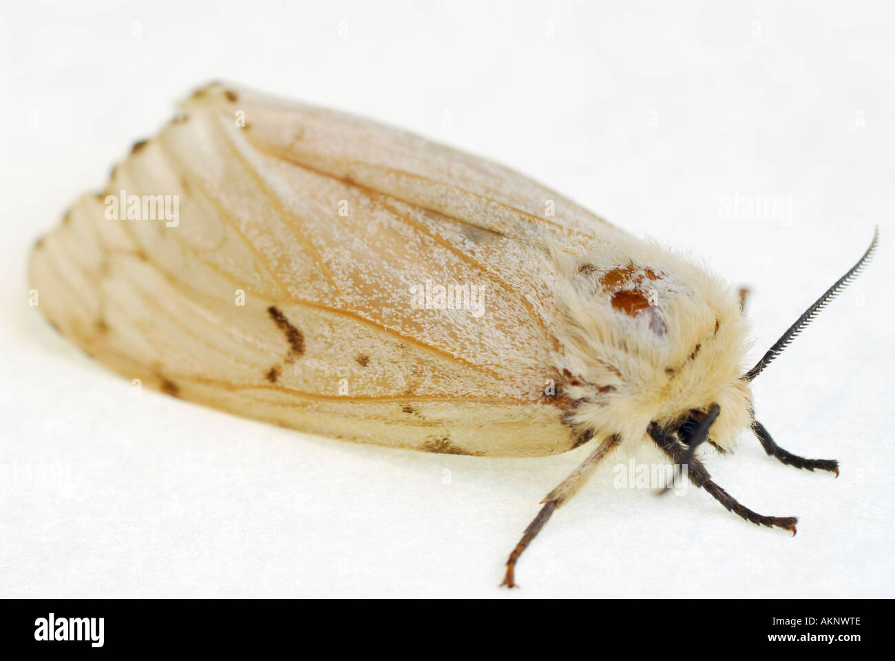 Femme spongieuse Lymantria dispar sur papier blanc Banque D'Images