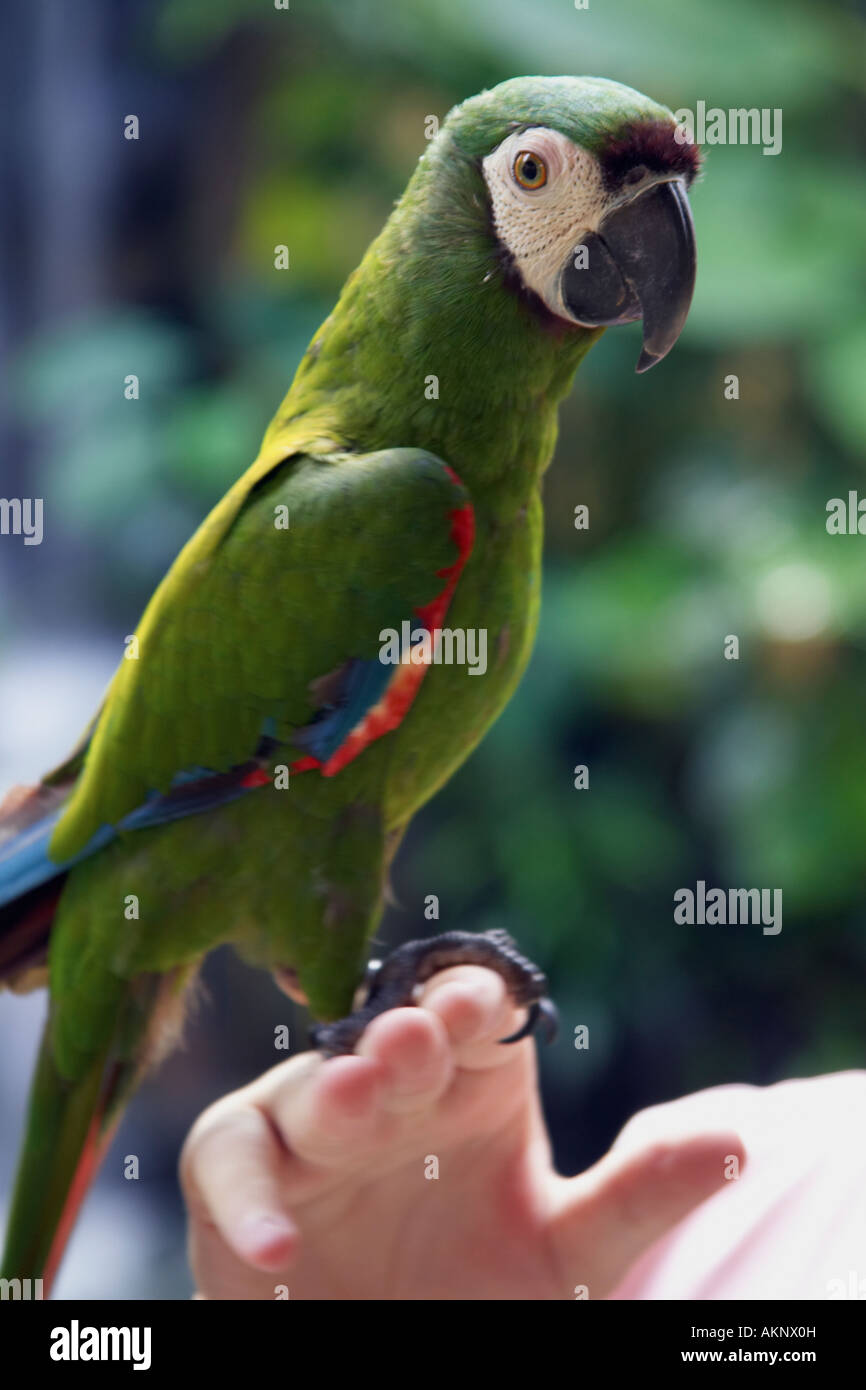 Paradis des oiseaux de Langkawi, l'île de Langkawi, Malaisie Banque D'Images