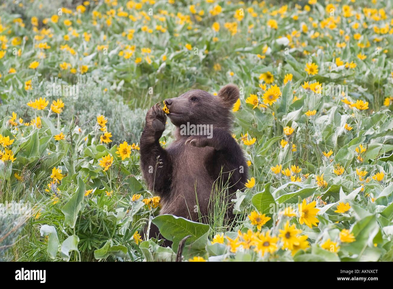 Grizzly Bear cub tenant une fleur jaune feuilles deltoïdes Arrowleaf jusqu'à son nez Banque D'Images