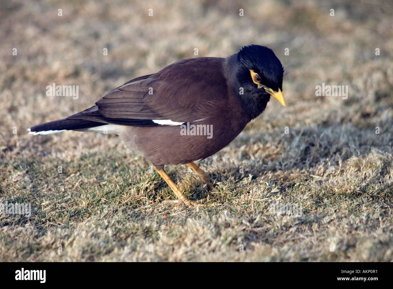 Myna Acridotheres tristis (Indiens) sur l'herbe Banque D'Images