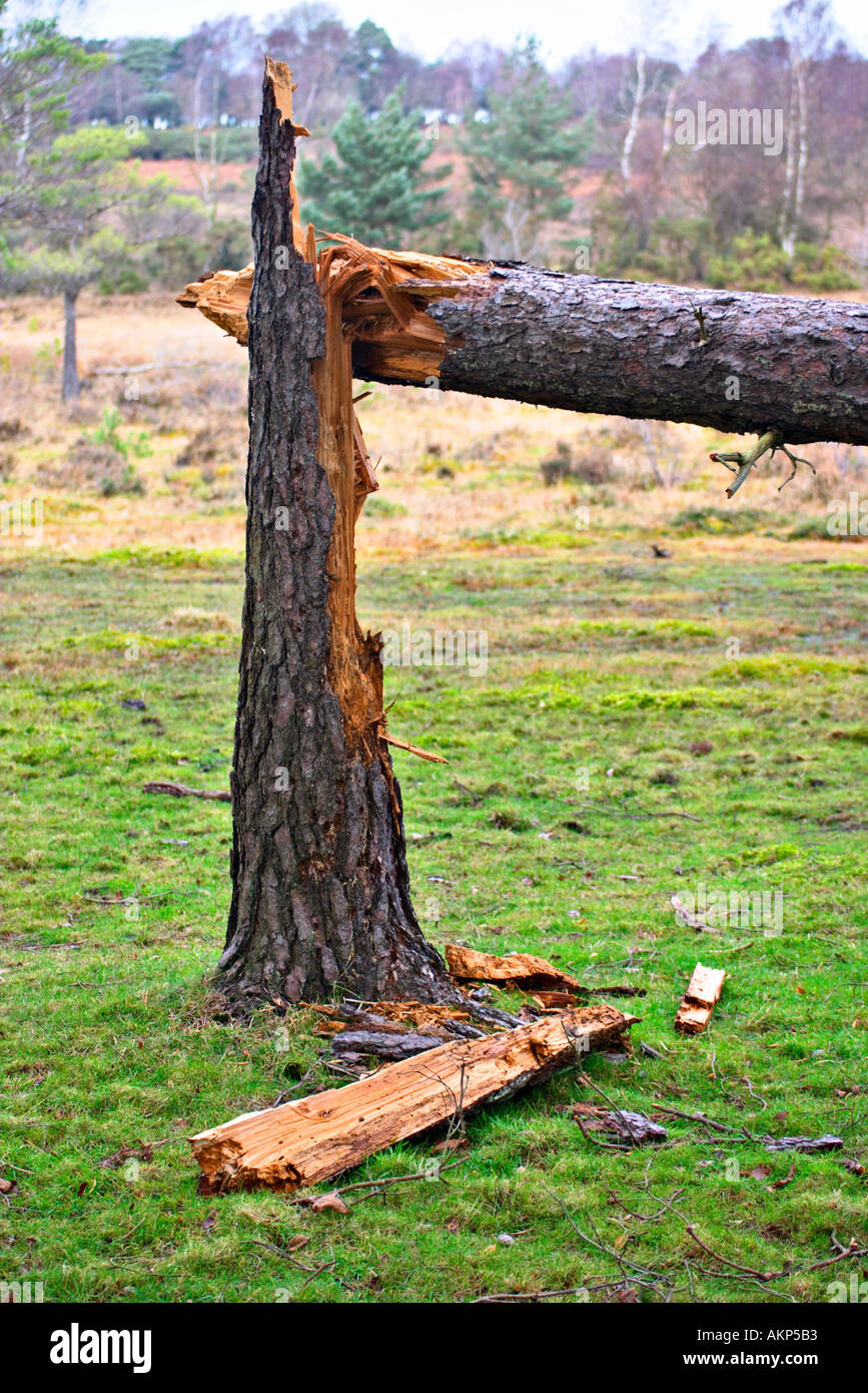 Tronc d'arbre cassé dommage relevant chuté au grands vents violents coups de vent météo danger changement climatique dangereux pour l'environnement Banque D'Images